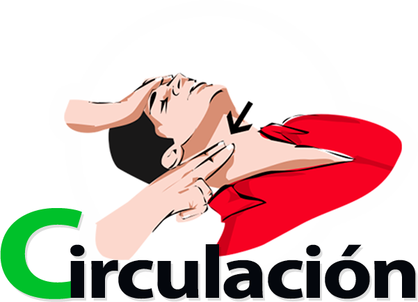 Circulación